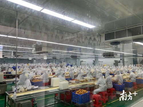 深圳新跨越丨爆买90亿扶贫产品，深圳消费扶贫有“四好”标准，水果类表现亮眼