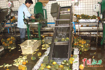 菠萝罐头的生产流程探究 从农田到餐桌
